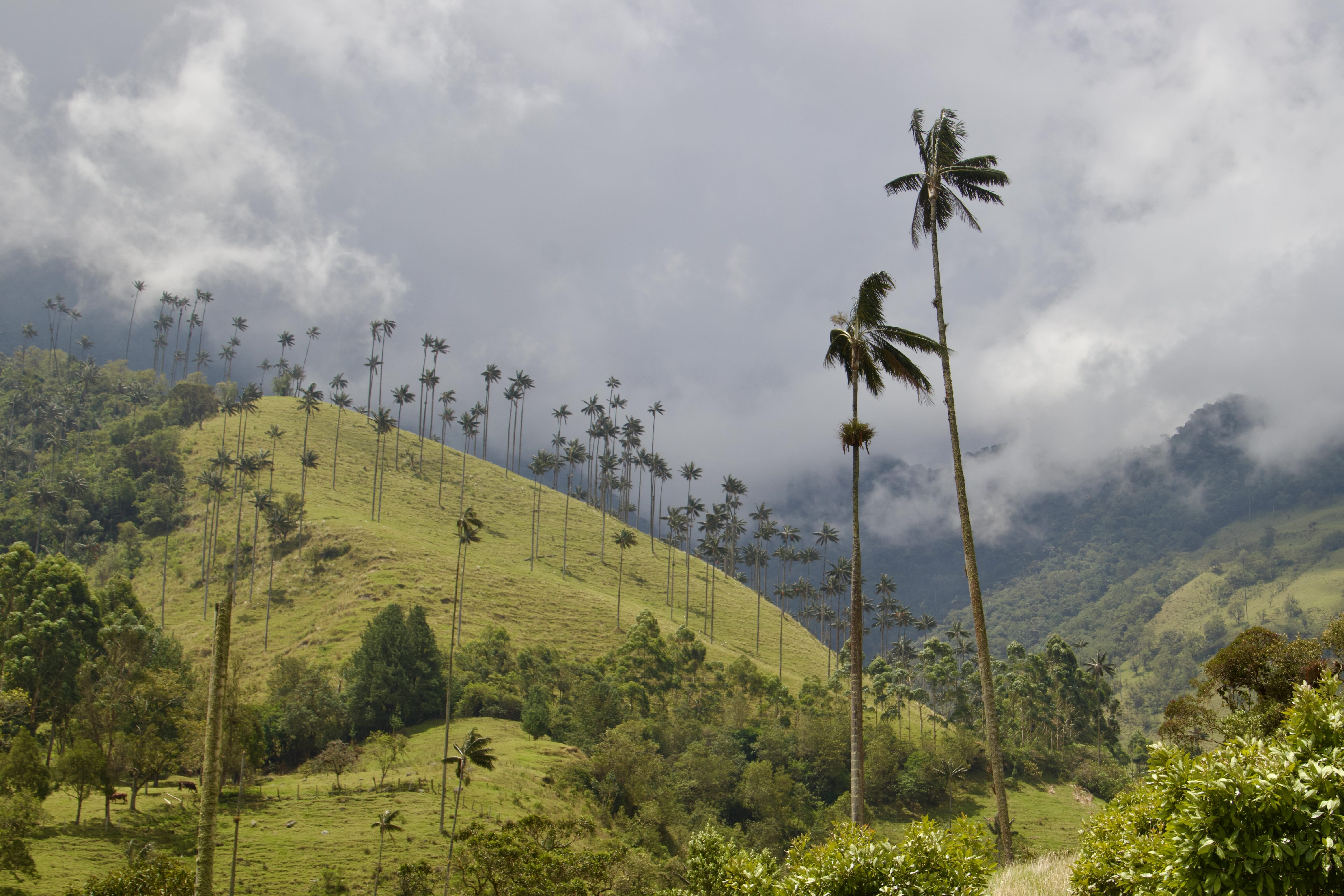 Cocora Valley
