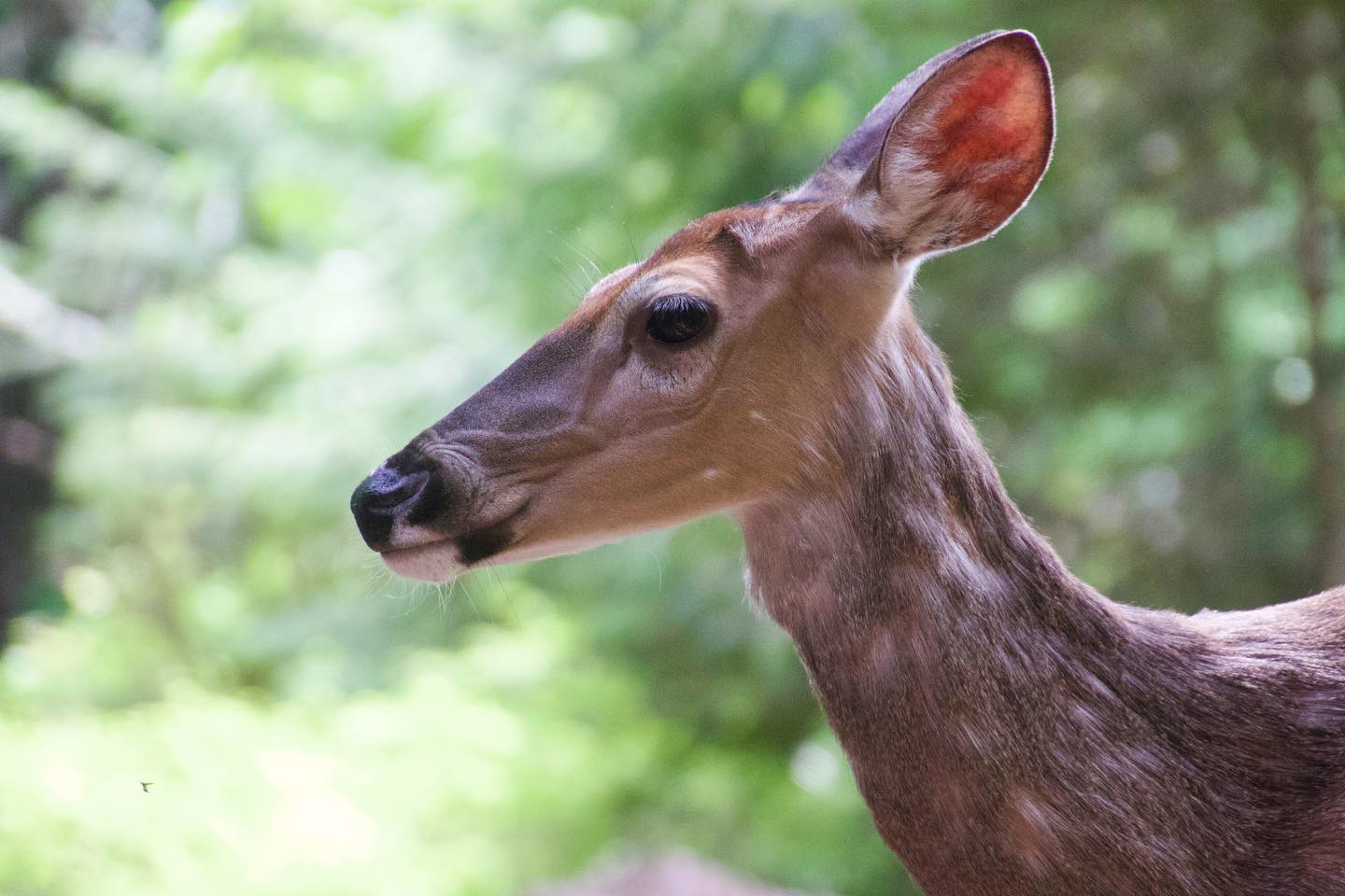 Deer