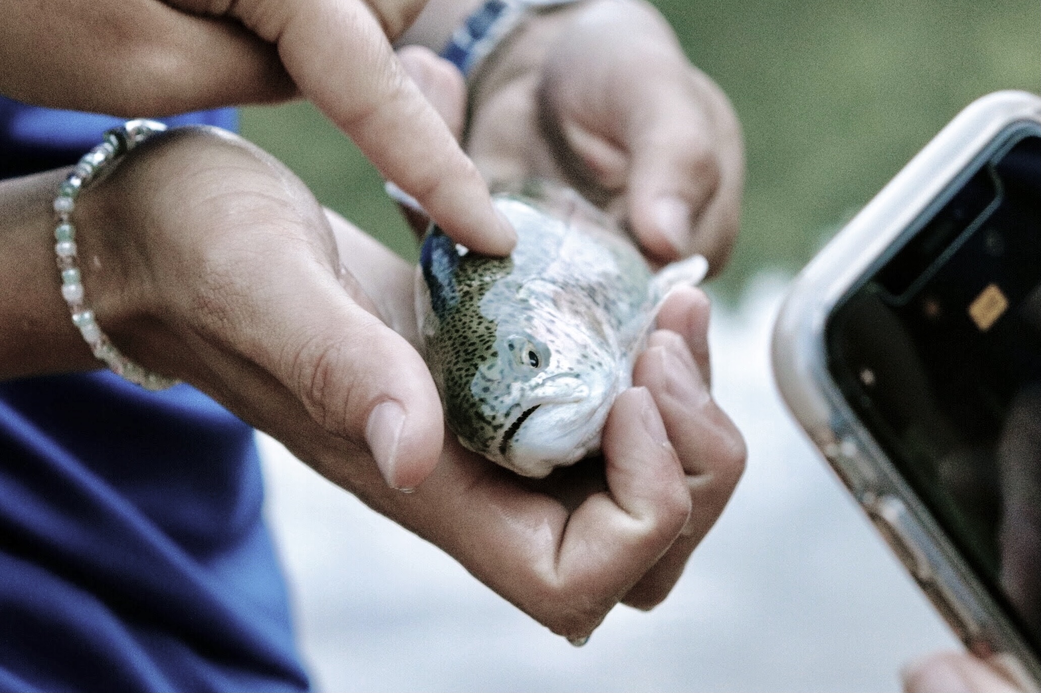 Trout